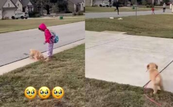 Golden Retriever Pup Can’t Find Her Tiny Human, Then Those Little Legs Go Turbo Golden Retriever Pup Can’t Find Her Tiny Human, Then Those Little Legs Go Turbo