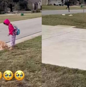 Golden Retriever Pup Can’t Find Her Tiny Human, Then Those Little Legs Go Turbo Golden Retriever Pup Can’t Find Her Tiny Human, Then Those Little Legs Go Turbo
