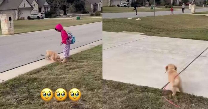 Golden Retriever Pup Can’t Find Her Tiny Human, Then Those Little Legs Go Turbo