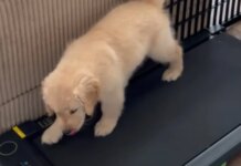 Golden Retriever Puppy Can’t Go Outside Yet, So She Invents Her Own Treadmill Workout Golden Retriever Puppy Can’t Go Outside Yet, So She Invents Her Own Treadmill Workout