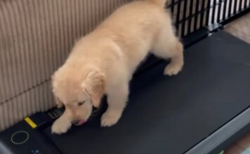 Golden Retriever Puppy Can’t Go Outside Yet, So She Invents Her Own Treadmill Workout Golden Retriever Puppy Can’t Go Outside Yet, So She Invents Her Own Treadmill Workout