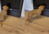 Golden Retriever Puppy Meets Her Reflection & Can’t Believe It Golden Retriever Puppy Meets Her Reflection & Can’t Believe It
