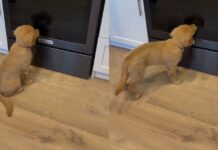 Golden Retriever Puppy Meets Her Reflection & Can’t Believe It Golden Retriever Puppy Meets Her Reflection & Can’t Believe It