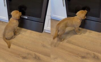 Golden Retriever Puppy Meets Her Reflection & Can’t Believe It Golden Retriever Puppy Meets Her Reflection & Can’t Believe It