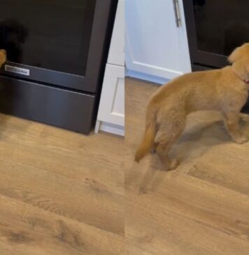 Golden Retriever Puppy Meets Her Reflection & Can’t Believe It Golden Retriever Puppy Meets Her Reflection & Can’t Believe It