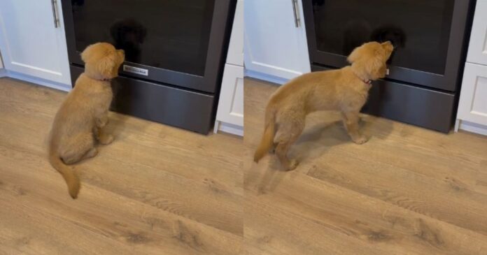 Golden-Retriever-Puppy-Meets-Her-Reflection-Cant-Believe-It.jpg Golden Retriever Puppy Meets Her Reflection & Can’t Believe It