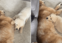 Golden Retriever Puppy’s Favorite Place Is Right Next to Big Brother Golden Retriever Puppy’s Favorite Place Is Right Next to Big Brother