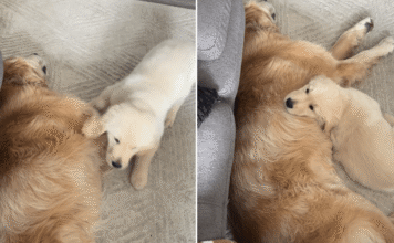 Golden Retriever Puppy’s Favorite Place Is Right Next to Big Brother Golden Retriever Puppy’s Favorite Place Is Right Next to Big Brother