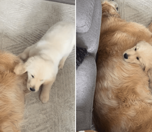 Golden Retriever Puppy’s Favorite Place Is Right Next to Big Brother Golden Retriever Puppy’s Favorite Place Is Right Next to Big Brother