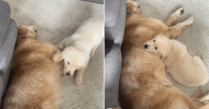 Golden-Retriever-Puppys-Favorite-Place-Is-Right-Next-to-Big.png Golden Retriever Puppy’s Favorite Place Is Right Next to Big Brother