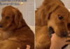 Golden Retriever Seems to Have a Strict No-Touching Policy, but There’s One Very Funny Catch Golden Retriever Seems to Have a Strict No-Touching Policy, but There’s One Very Funny Catch