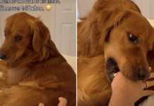 Golden Retriever Seems to Have a Strict No-Touching Policy, but There’s One Very Funny Catch Golden Retriever Seems to Have a Strict No-Touching Policy, but There’s One Very Funny Catch