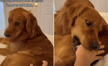 Golden Retriever Seems to Have a Strict No-Touching Policy, but There’s One Very Funny Catch Golden Retriever Seems to Have a Strict No-Touching Policy, but There’s One Very Funny Catch