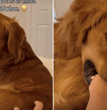 Golden Retriever Seems to Have a Strict No-Touching Policy, but There’s One Very Funny Catch Golden Retriever Seems to Have a Strict No-Touching Policy, but There’s One Very Funny Catch