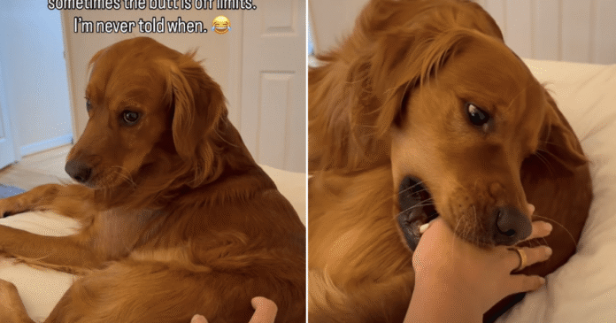 Golden Retriever Seems to Have a Strict No-Touching Policy, but There’s One Very Funny Catch