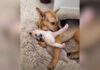 His Family Adopted a Puppy, but This Rescue Dog Is Pretty Sure It’s His Baby His Family Adopted a Puppy, but This Rescue Dog Is Pretty Sure It’s His Baby