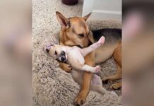 His Family Adopted a Puppy, but This Rescue Dog Is Pretty Sure It’s His Baby His Family Adopted a Puppy, but This Rescue Dog Is Pretty Sure It’s His Baby