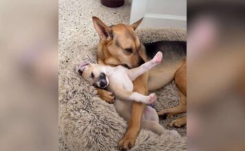 His Family Adopted a Puppy, but This Rescue Dog Is Pretty Sure It’s His Baby His Family Adopted a Puppy, but This Rescue Dog Is Pretty Sure It’s His Baby