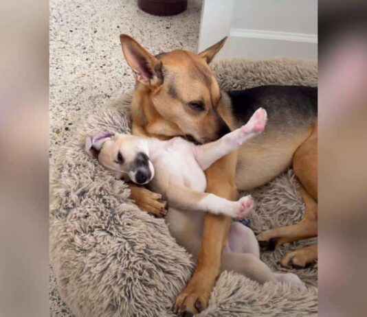 His Family Adopted a Puppy, but This Rescue Dog Is Pretty Sure It’s His Baby His Family Adopted a Puppy, but This Rescue Dog Is Pretty Sure It’s His Baby