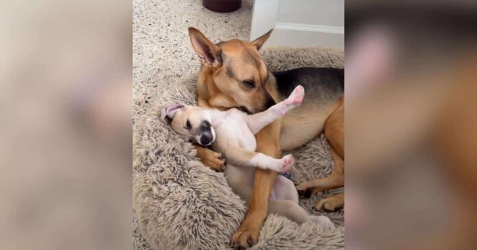 His-Family-Adopted-a-Puppy-but-This-Rescue-Dog-Is.jpg His Family Adopted a Puppy, but This Rescue Dog Is Pretty Sure It’s His Baby