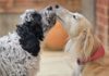 How To Introduce Dogs – Whole Dog Journal How To Introduce Dogs - Whole Dog Journal