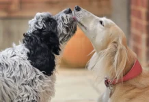 How To Introduce Dogs – Whole Dog Journal How To Introduce Dogs - Whole Dog Journal