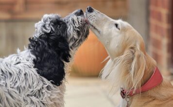 How To Introduce Dogs – Whole Dog Journal How To Introduce Dogs - Whole Dog Journal