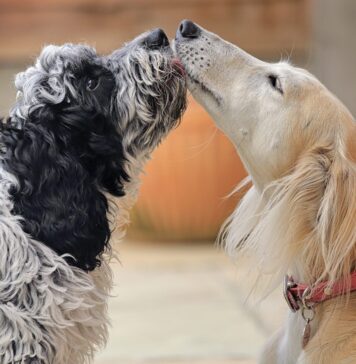 How To Introduce Dogs – Whole Dog Journal How To Introduce Dogs - Whole Dog Journal