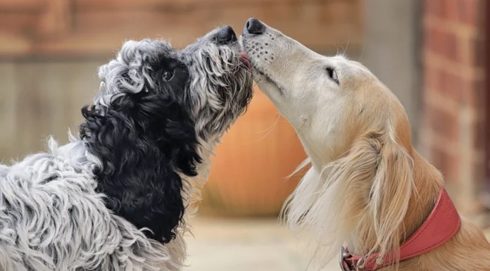 How To Introduce Dogs – Whole Dog Journal How To Introduce Dogs - Whole Dog Journal