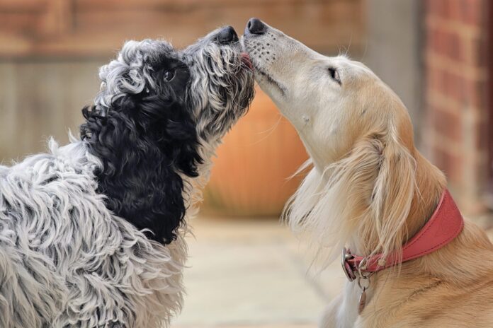 How To Introduce Dogs - Whole Dog Journal