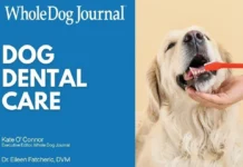 How to Take Care of Your Dog’s Teeth How to Take Care of Your Dog's Teeth