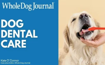 How to Take Care of Your Dog’s Teeth How to Take Care of Your Dog's Teeth