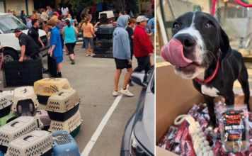 Local Heroes Evacuated 101 Dogs, With Help From iHeartDogs Hero VIP Members Local Heroes Evacuated 101 Dogs, With Help From iHeartDogs Hero VIP Members