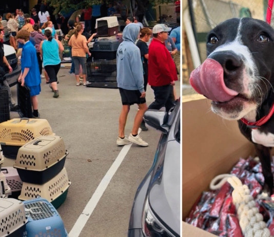 Local Heroes Evacuated 101 Dogs, With Help From iHeartDogs Hero VIP Members Local Heroes Evacuated 101 Dogs, With Help From iHeartDogs Hero VIP Members