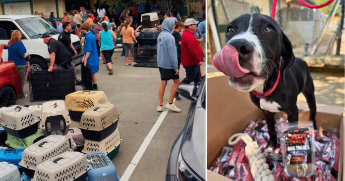 Local Heroes Evacuated 101 Dogs, With Help From iHeartDogs Hero VIP Members