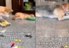 Mama Rescue Dog Learns to Play With Toys & Her Own Babies Are the Teachers Mama Rescue Dog Learns to Play With Toys & Her Own Babies Are the Teachers