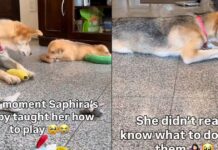 Mama Rescue Dog Learns to Play With Toys & Her Own Babies Are the Teachers Mama Rescue Dog Learns to Play With Toys & Her Own Babies Are the Teachers