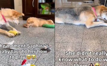 Mama Rescue Dog Learns to Play With Toys & Her Own Babies Are the Teachers Mama Rescue Dog Learns to Play With Toys & Her Own Babies Are the Teachers