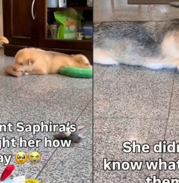 Mama Rescue Dog Learns to Play With Toys & Her Own Babies Are the Teachers Mama Rescue Dog Learns to Play With Toys & Her Own Babies Are the Teachers