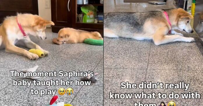 Mama-Rescue-Dog-Learns-to-Play-With-Toys-Her.jpg Mama Rescue Dog Learns to Play With Toys & Her Own Babies Are the Teachers