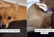 Mama Rescue Dog Never Had Family, Until She Found a Home With Humans & Welcomed Her Tiny Baby Mama Rescue Dog Never Had Family, Until She Found a Home With Humans & Welcomed Her Tiny Baby