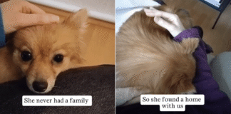 Mama Rescue Dog Never Had Family, Until She Found a Home With Humans & Welcomed Her Tiny Baby