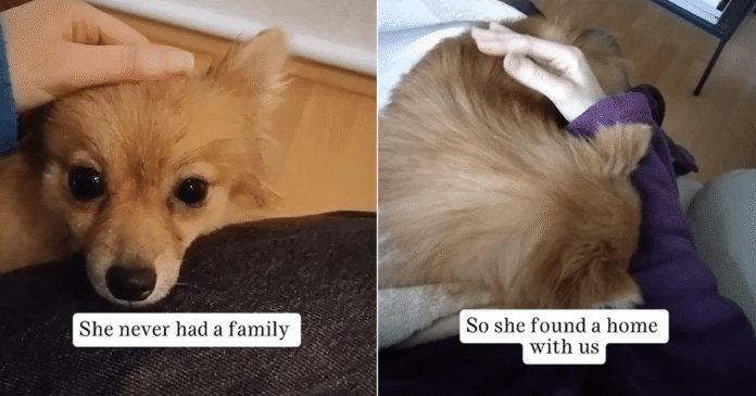 Mama Rescue Dog Never Had Family, Until She Found a Home With Humans & Welcomed Her Tiny Baby