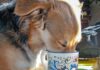 My Dog Drank Coffee! Now What? My Dog Drank Coffee! Now What?