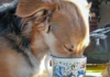 My Dog Drank Coffee! Now What? My Dog Drank Coffee! Now What?