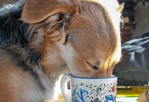 My Dog Drank Coffee! Now What? My Dog Drank Coffee! Now What?