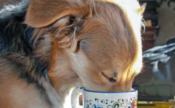 My Dog Drank Coffee! Now What? My Dog Drank Coffee! Now What?