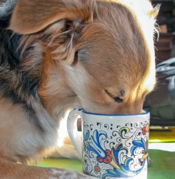 My Dog Drank Coffee! Now What? My Dog Drank Coffee! Now What?
