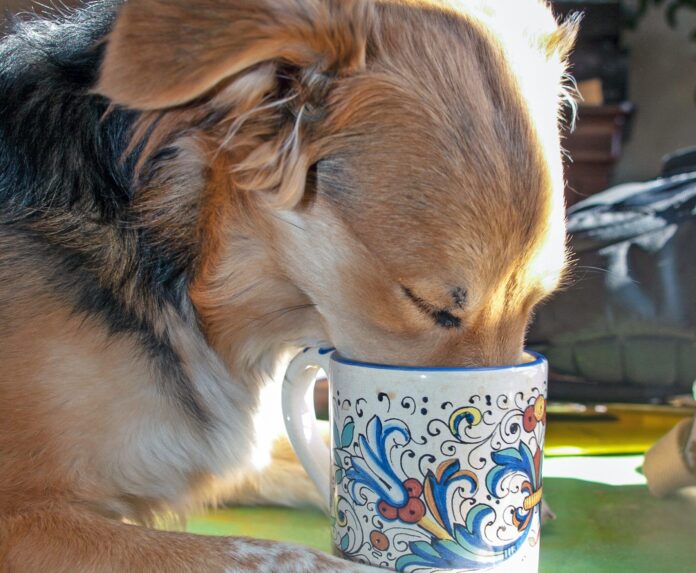 My Dog Drank Coffee! Now What?