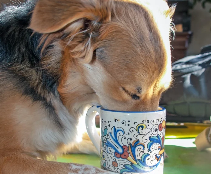 My Dog Drank Coffee! Now What?